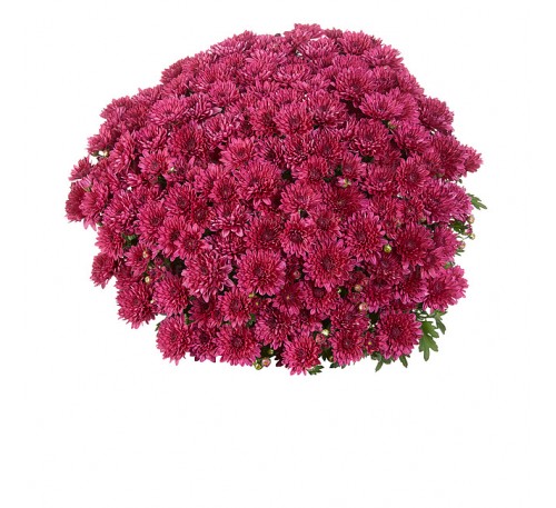 Хризантема Элатед Пурпл (Elated Purple)